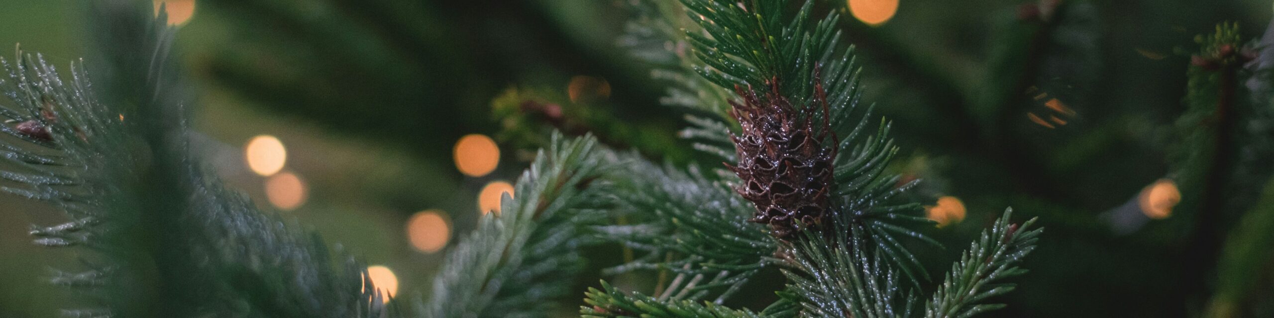 freestocks-Q1N9vX2Sp1g-unsplash